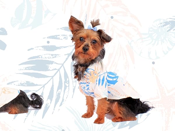 Pet Clothes &amp; Accessories