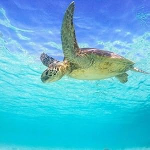 PIYOGA Sea Turtle conservation ocean 10% of net profits donated to organizations in Bali and world